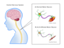 design medical and scientific illustrations and figures