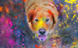 give a powerful pet healing or pet psychic reading