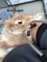 provide professional advice as a veterinary technician