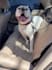 create ugc ad videos for your dog product or pet brand