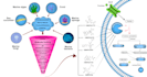 design scientific illustration, figures, diagrams and graphical abstracts