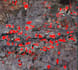 deep learning model, satellite  segmentation, classification, object detection