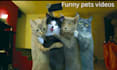 give you funny cats and dogs videos for youtube facebook within 24 hours