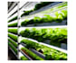 aquaponics and aquaculture projects