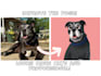 draw your pet into disney cartoon style