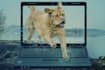 do photoshop work, photo manipulation and all kinds of image editing