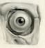 do scientific medical figures illustrations