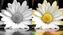 restore and colorize old images