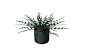 model and render textured 3d plants