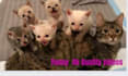 create funny viral cat dog animal pet videos compilation for youtube in 24 hrs