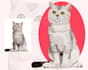 pet portrait illustration for you
