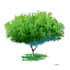 draw a tree nature in digital art