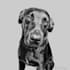 create a beautiful black and white sketch