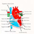 make drawings and sketches of anatomy