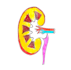 make drawings and sketches of anatomy for your project