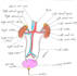 make anatomy drawings and sketches