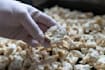 write about mushrooms, medicinal plants, wild foraging
