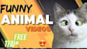 create viral cute funny animals videos pets, compilations videos within 24 hrs