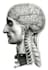 do your anatomy drawings for you