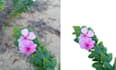 do image editing, background removal and retouching