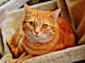 write pet articles, dog blog, cat and pet blogs
