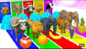 fountain crossing animals video for youtube and others