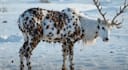 do automated cash cow videos, cash cow faceless youtube video