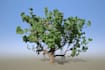 make trees for games, VR and ar