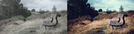 color correct and grade your footage