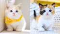 create a funny and cute animal, pet compilation videos