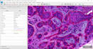 do image annotation, videos annotation, data annotation