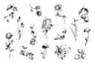make drawings that can be tattooed