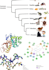 do protein structures predictions, validation, , phylogenetic tree construction