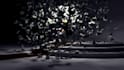 xparticles 3d animation cinema simulation