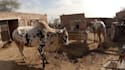 make 4k animal and cinematic videos on your demand