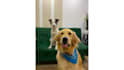 create ugc dog content for tiktok or video ads