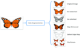 do data annotation, augmentation and manipulation on images dataset