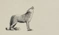 make vintage style engraving ink illustrations