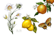 paint watercolour botanical illustrations