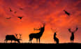 professionally create and edit sunset and landscape images