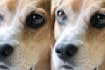 enlarge, upscale, enhance your photos using image ai programs