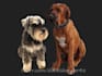 draw your dog or pet into an amazing cartoon