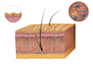 do medical illustrations for your books, publications project and research