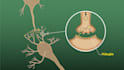 draw original scientific and medical illustration