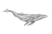 illustrate realistic ocean animals