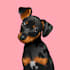 draw your pets, dogs, cat into amazing cartoon art