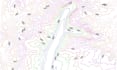 draw topographic, contour leveling and land survey site plan