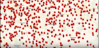 create custom maps, spatial analysis, and do gis programming