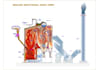 provide professional process flow diagrams