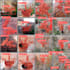 do  object detection, segmentation task for you using yolo a deep learning model